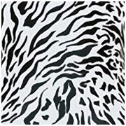 zebra transfer pattern